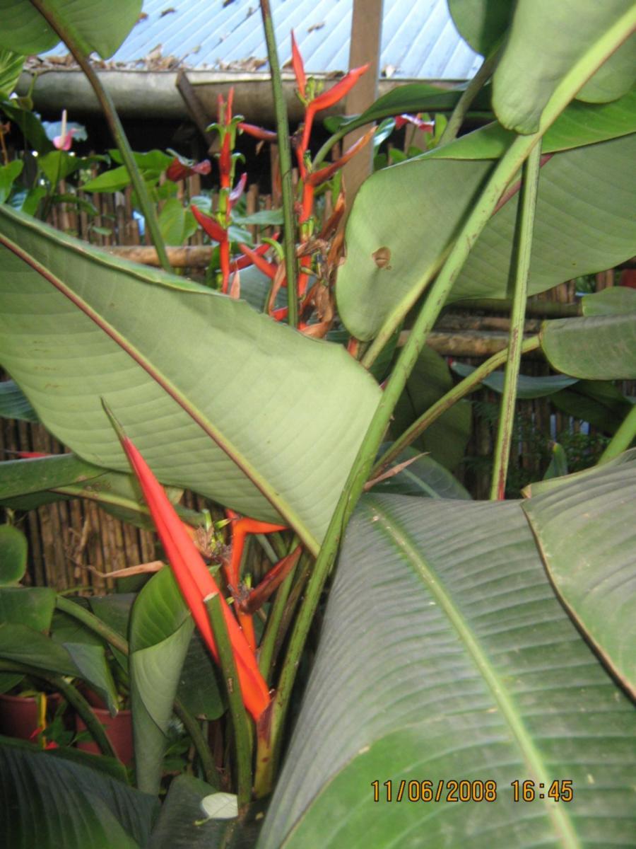 Casa De Palos Boutique Tarapoto Kültér fotó
